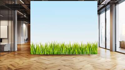 Green grass border on blue sky background Wall mural