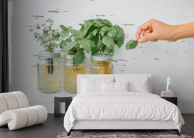 Herb harvest at home while cooking. Woman picking fresh basil leaf from growing herbs plants in hydroponic kratky jars system. Edible plant leaves. Basil, mint, thyme. Wall mural