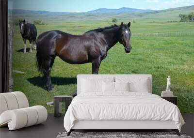 horse animal foal farm black summer Wall mural