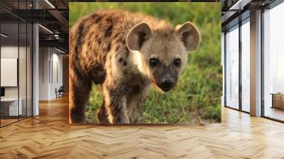 Spotted hyena face closeup, Masai Mara National Park, Kenya. Wall mural