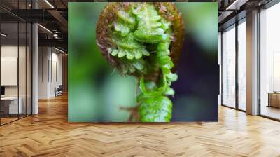 new green fern leaf, texture, green, spiral, growing Wall mural