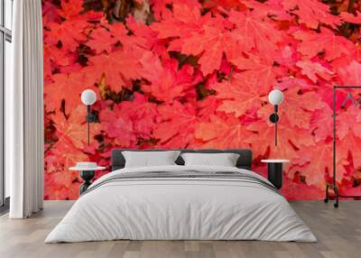 The vibrant scarlet autumn leaves of a Bigtooth Maple, Acer Grandidentatum, backlit in the sunlight in a sheltered gully in Zion National Park, Utah. Wall mural