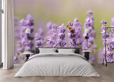 A bee on a lavender flower close-up. A honey bee pollinates lavender flowers. Pollination of plants by insects. Lavender flowers in a field close-up with a blurred background. Banner Wall mural