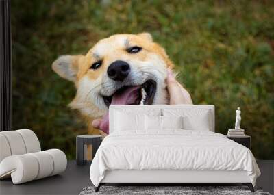 A happy male dog portrait in woman hands. A male white and ginger fur dog looks toward the camera lens with a green grass background. Wall mural