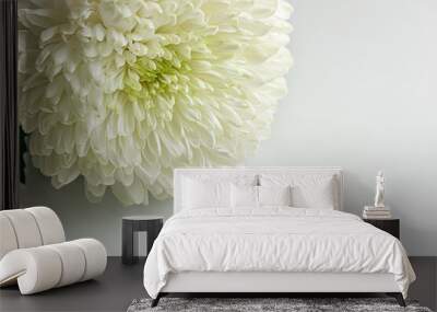 floral background of white chrysanthemum on a light glass surface close up Wall mural