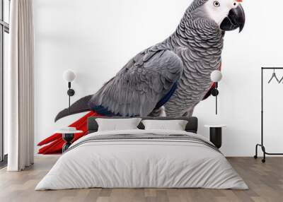 Grey parrot standing proudly showing red tail feathers Wall mural