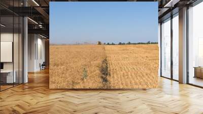 Combine harvester harvests wheat in a wheat field Wall mural