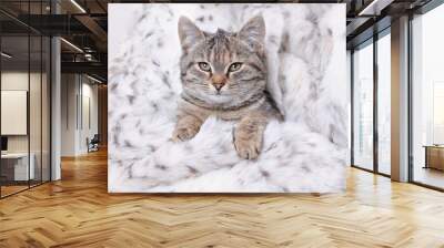 Little cute Cat lying on white fur. Close up of very small cute kitten in female hands. Pet care concept. Place for text. Adorable Kitten sitting in his owner arms. People and their pets. Love Wall mural