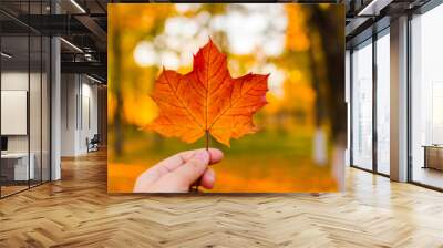 red maple leaf in hand outdoor Wall mural