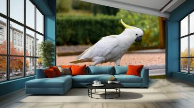 parrot on branch Wall mural