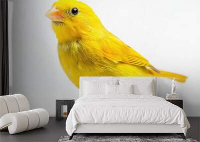 Yellow canary bird standing on white background Wall mural