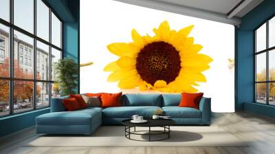 Collection of sunflowers isolated on white background. Collage of summer yellow flowers sunflowers, banner, wide panoramic header Wall mural