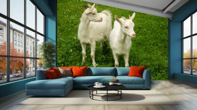 Two young white goats on gree lawn at spring. Free breeding and organic farming concept. Wall mural