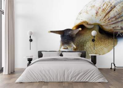 Giant african snail isolated on white background Wall mural