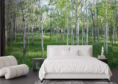 Mountain Aspen Trees Wall mural