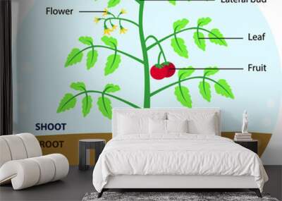 Vector illustration of a whole tomato plant diagram with labeled parts Wall mural