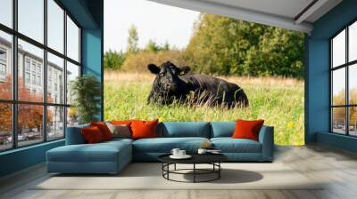 Black angus cow lying in grass summer day Wall mural