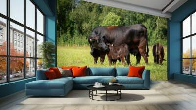 Black angus cows and calves on grassland Wall mural