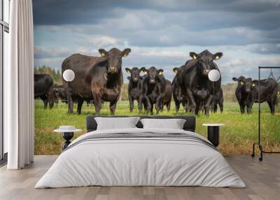 black angus cows herd Wall mural