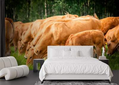 Red limousin beef cattle walking on summer day, cows and calves. Meadow. Forest in background. Suckling herd Wall mural