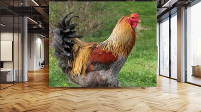 Lemon Pyle Brahma Rooster Wall mural