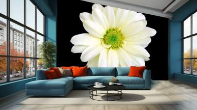 white daisy Wall mural