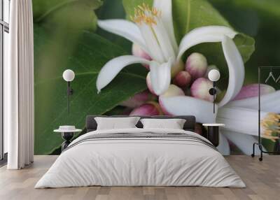 Beautiful Meyer Lemon Tree Blossom Wall mural