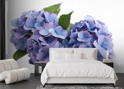 blue hydrangea  isolated on a transparent background. PNG	
 Wall mural