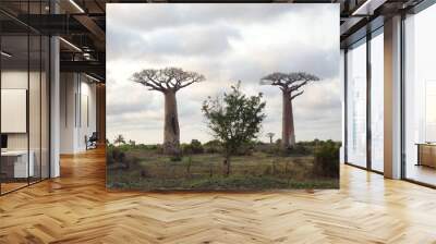 Two large baobab trees in the wilderness (Morondava, Madagascar) Wall mural