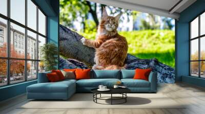 A very beautiful Maine kitten in nature. Wall mural