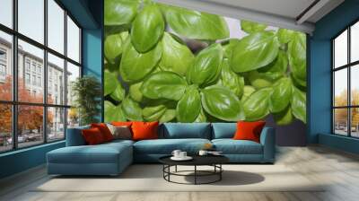 Basil leaves in the light of the flash Wall mural