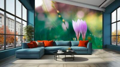 Crocus flowers natural spring background Wall mural