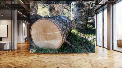 cut birch logs in forest. Chop birch logs in the forest. A birch log on the grass. Wall mural