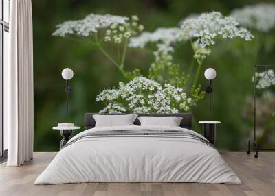 White flowers of Anthriscus sylvestris close-up on a green Wall mural