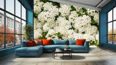 Elegant floral background of little white spirea flowers. Spring flowering shrub of white Spiraea Cantoniensis. Wall mural