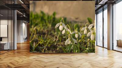 Galanthus woronowii , flower in the garden, ornamental flowerbed plant. Photo in the natural environment. Wall mural