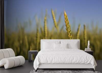 golden wheat ear in summer field with blue sky Wall mural