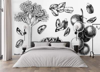 Hand drawn brazil nuts vector set Wall mural