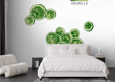 Hand drawn chlorella algae Wall mural