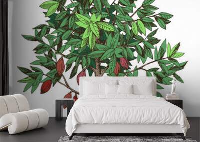 Hand drawn cocoa tree with ripe fruits Wall mural