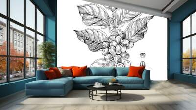 Hand drawn illustration of Coffee branch with seeds, fruits and flowers. Sketched coffee plant Wall mural