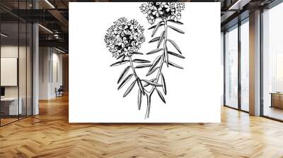 Marsh Labrador Tea isolated on a white background. Wall mural