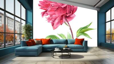 Watercolor pink peony flower in vintage style Wall mural