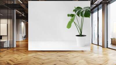 Beautiful monstera deliciosa or Swiss cheese plant in a modern white flower pot on a light background. Home gardening concept. Selective focus. Wall mural