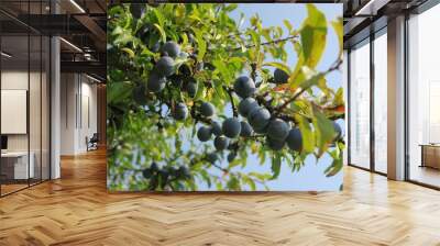 Prunus spinosa, blackthorn, blue autumn fruit, medicinal plant, popular as a jam, wine, liqueur Wall mural