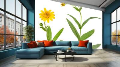 Arnica plants for alternative medicine, transparency background Wall mural