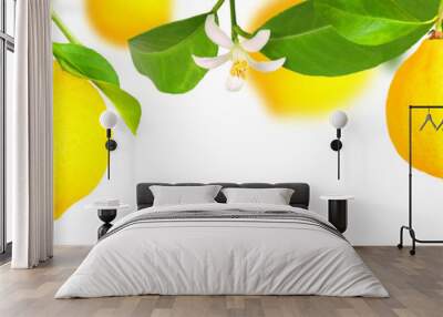 Lemon plantation, panorama, transparent background Wall mural