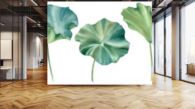 Lotus leaves on a white background. Water lily. Watercolor illustration. The green leaves of nasturtium are hand painted. Zen design. Wall mural