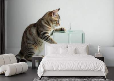 nquisitive playful tabby cat drinking from a modern transparent drinker with fountain. Wall mural