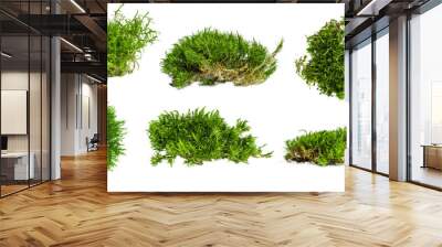 Set. different shape options. There is a lot of forest moss on an empty background. PNG Wall mural